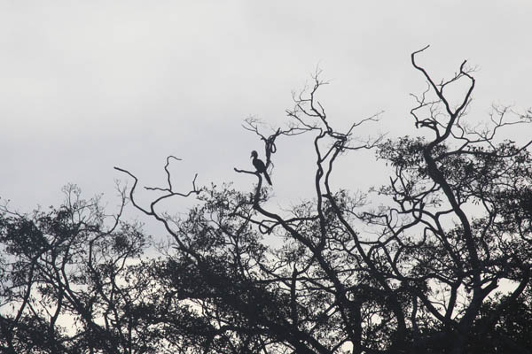 Black Hornbill